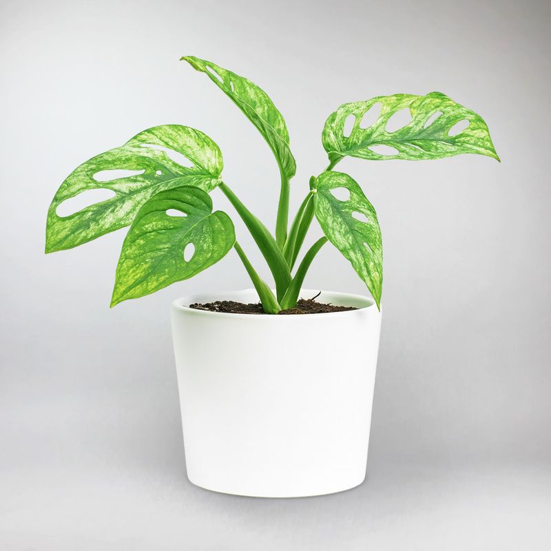 Piante di Monstera  BloomBoxClub Italy