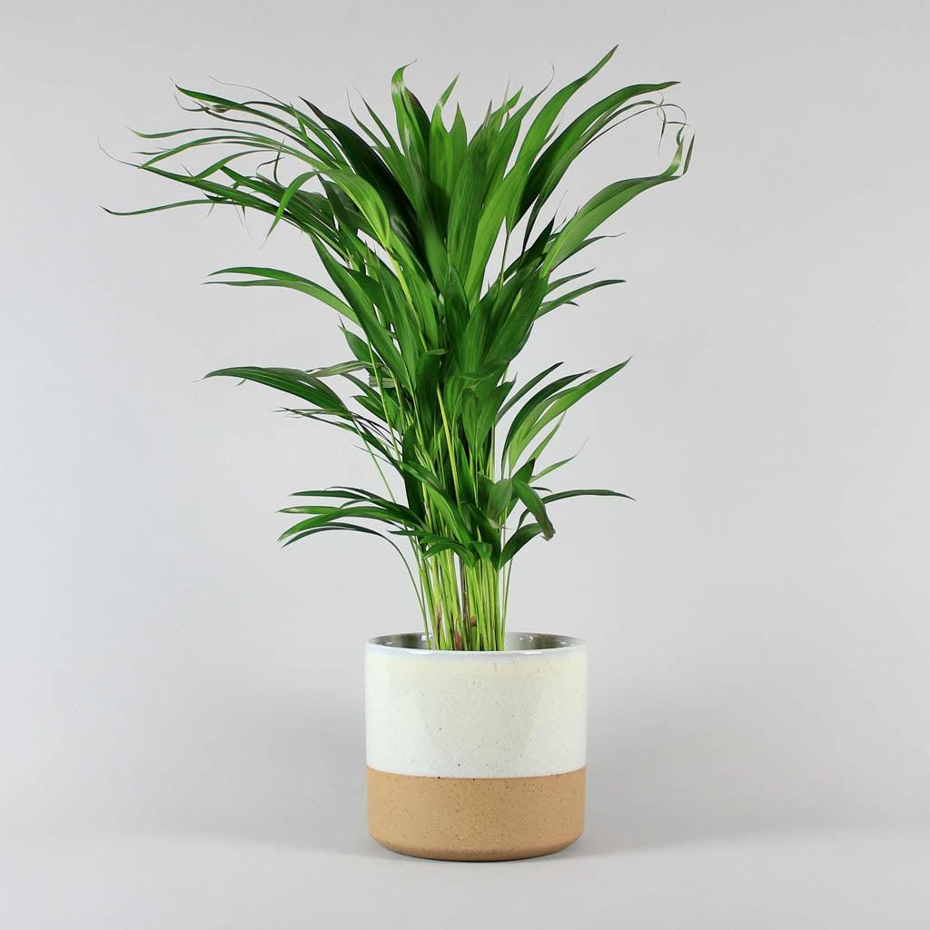 areca palm 24cm Buy Areca Palm Online | Popular Houseplants