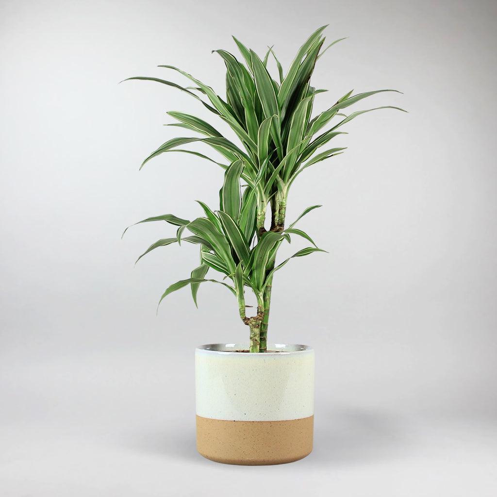 dracaena deremensis warneckei Dragon Tree: The Enigmatic, Air-Purifying Plant with Healing Properties – BloomBoxClub Italy