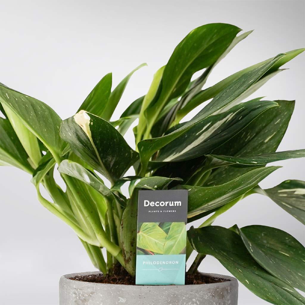 philodendron cobra propagation Rare Philodendron Cobra: Exotic Trailing Beauty for Indoors – BloomBoxClub Italy