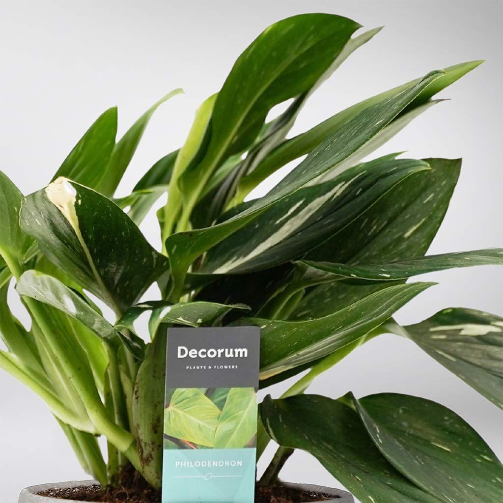philodendron cobra vs monstera standleyana Rare Philodendron Cobra: Exotic Trailing Beauty for Indoors – BloomBoxClub Italy
