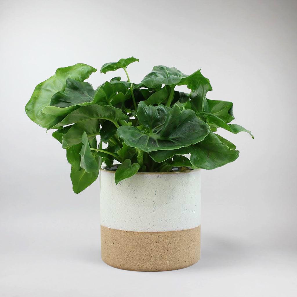 philodendron atom care Philodendron Atom: Compact, Easy-Care Plant for Home & Office – BloomBoxClub Italy