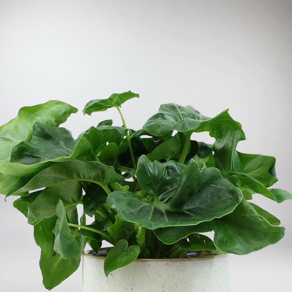 philodendron atom mangrove Philodendron Atom: Compact, Easy-Care Plant for Home & Office – BloomBoxClub Italy