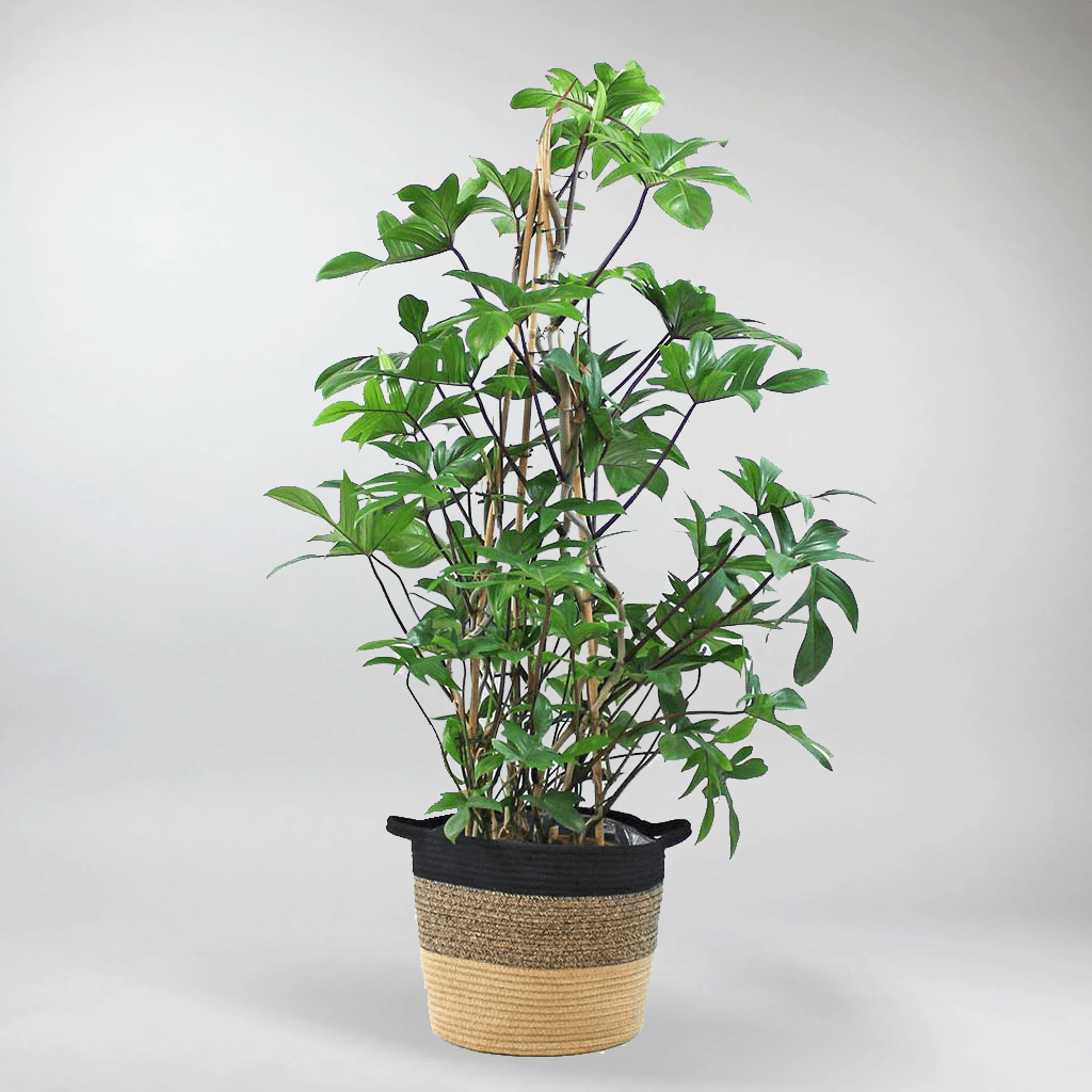 philodendron florida mature Philodendron Florida