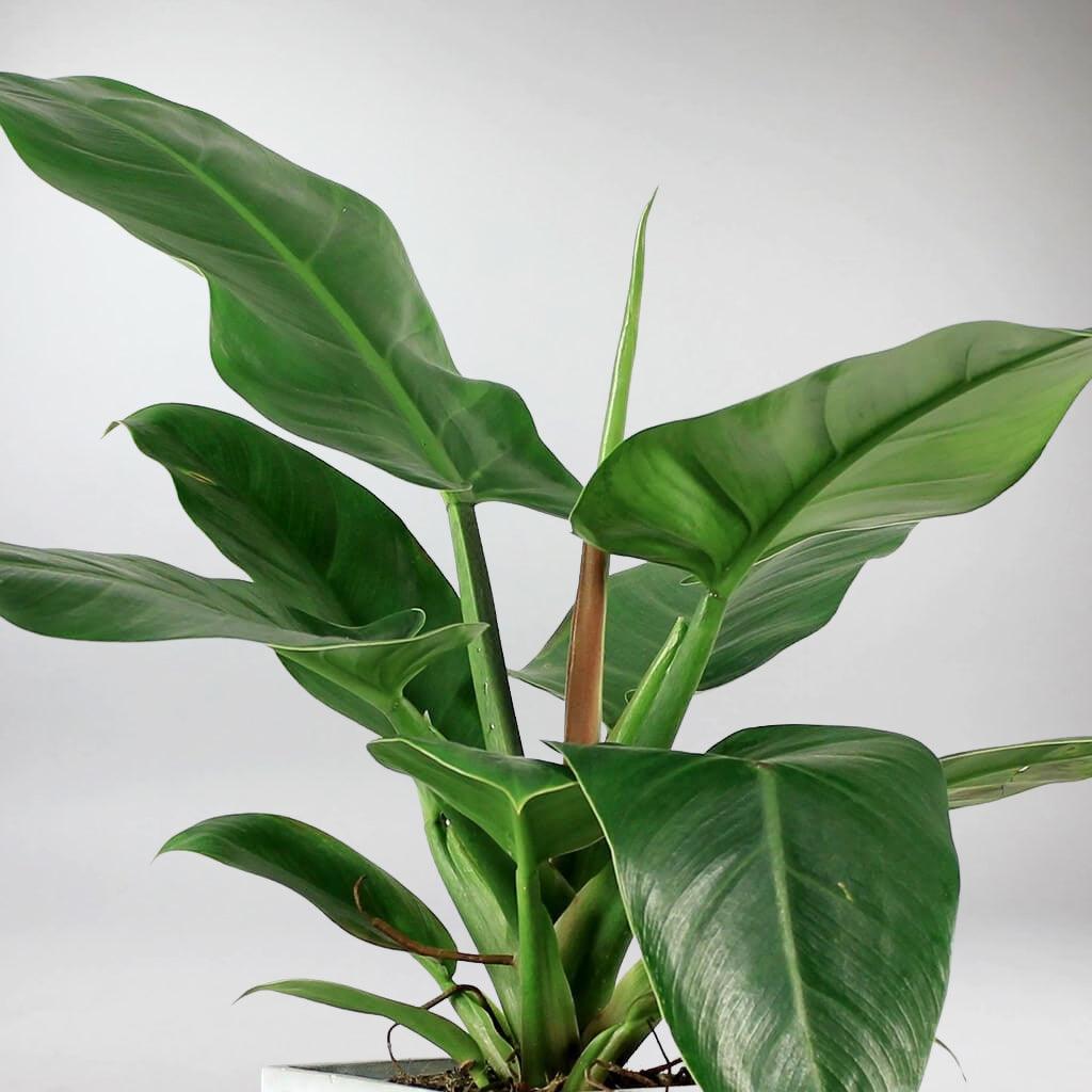 philodendron imperial green care Philodendron 'Imperial Green'