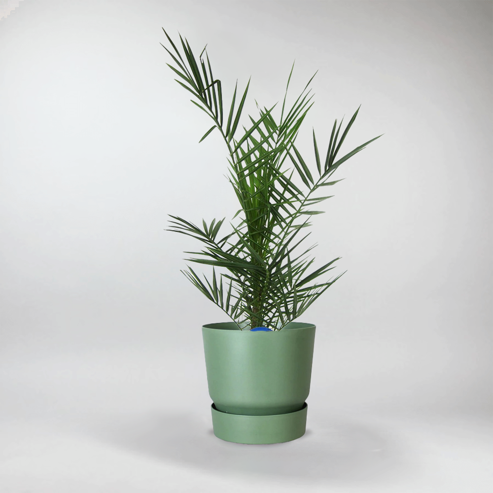pineapple palm plant Pineapple Palm (Phoenix Canariensis): Tropical Elegance for Your Garden – BloomBoxClub Italy