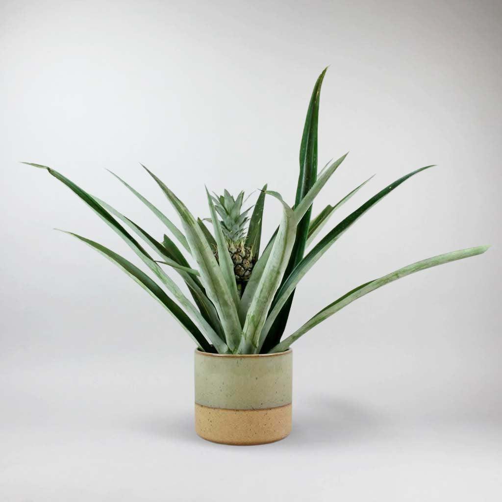 champaka pineapple plant Pineapple 'Champaca' Plant