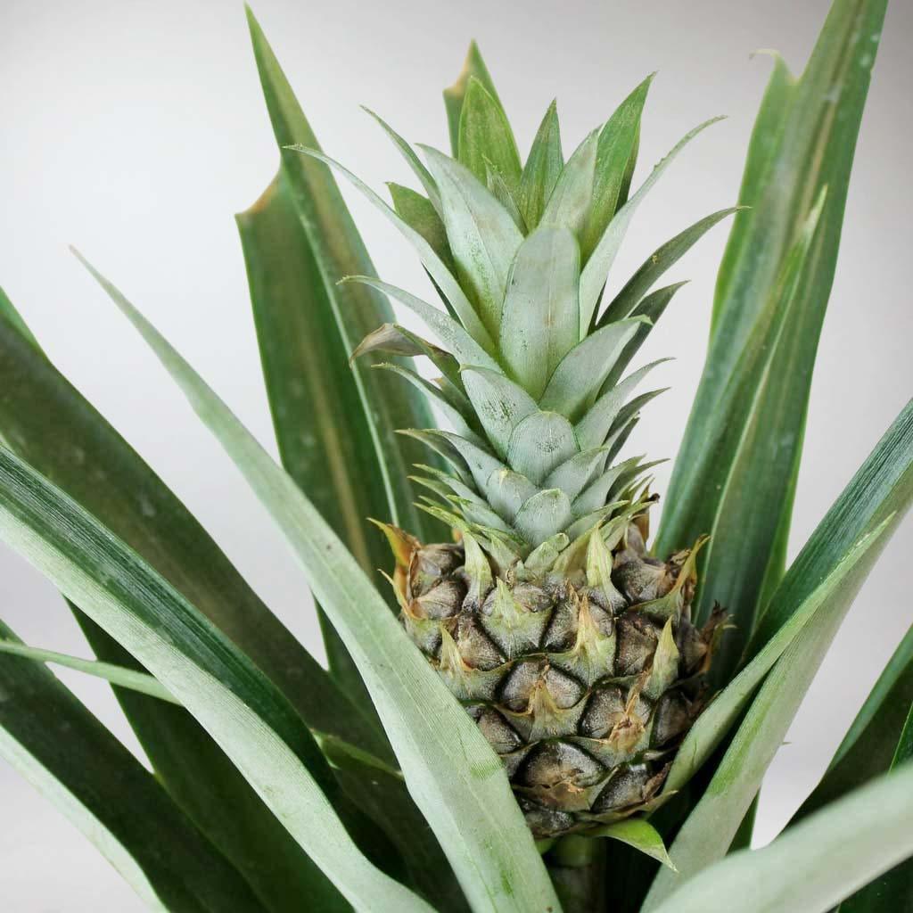champaka pineapple plant Pineapple 'Champaca'