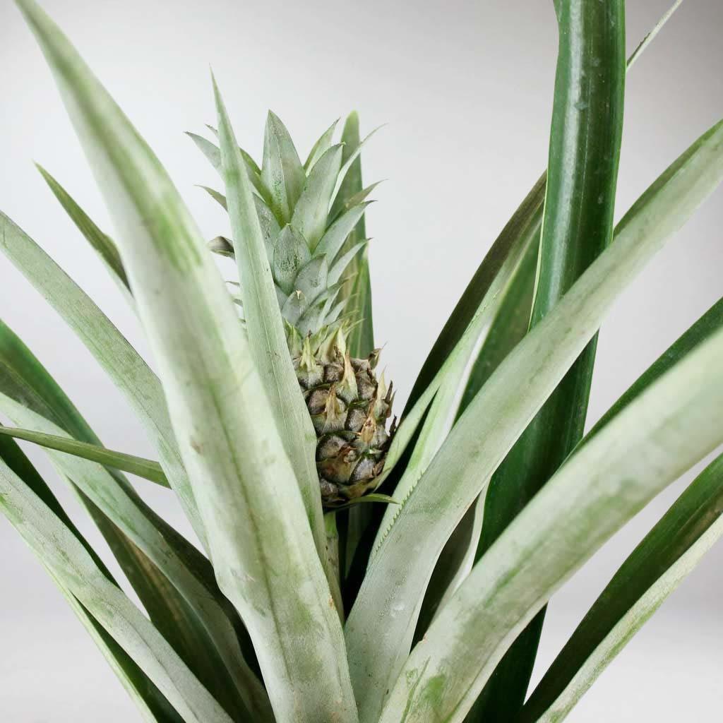 chilean pineapple plant Pineapple 'Champaca' Plant