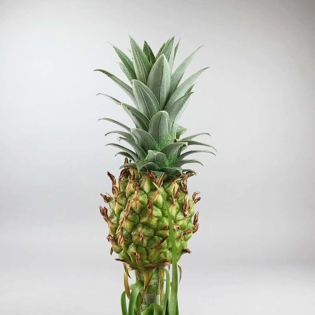 buy pineapple plant uk Ananas Comosus | Dwarf or Miniature Pineapple Plants