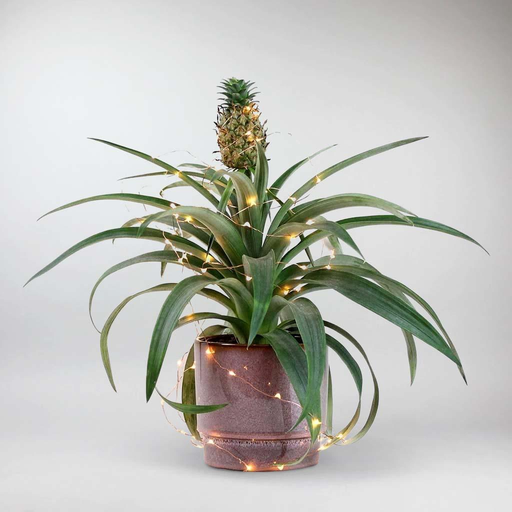 pineapple plant uk Pineapple Plant