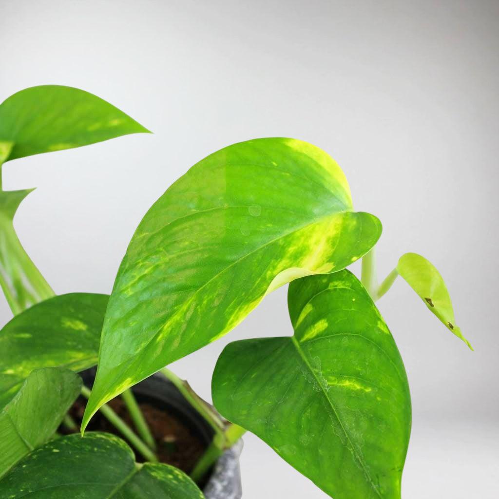 pothos foglie molli Golden Pothos | Epipremnum Aureum
