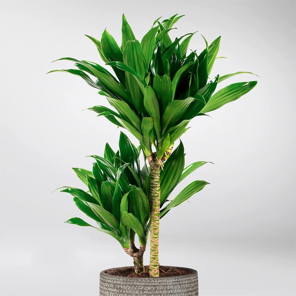 dracaena fragrans benefits Dracaena Fragrans: Adaptable, Air-Purifying Plant for Small Spaces – BloomBoxClub Italy
