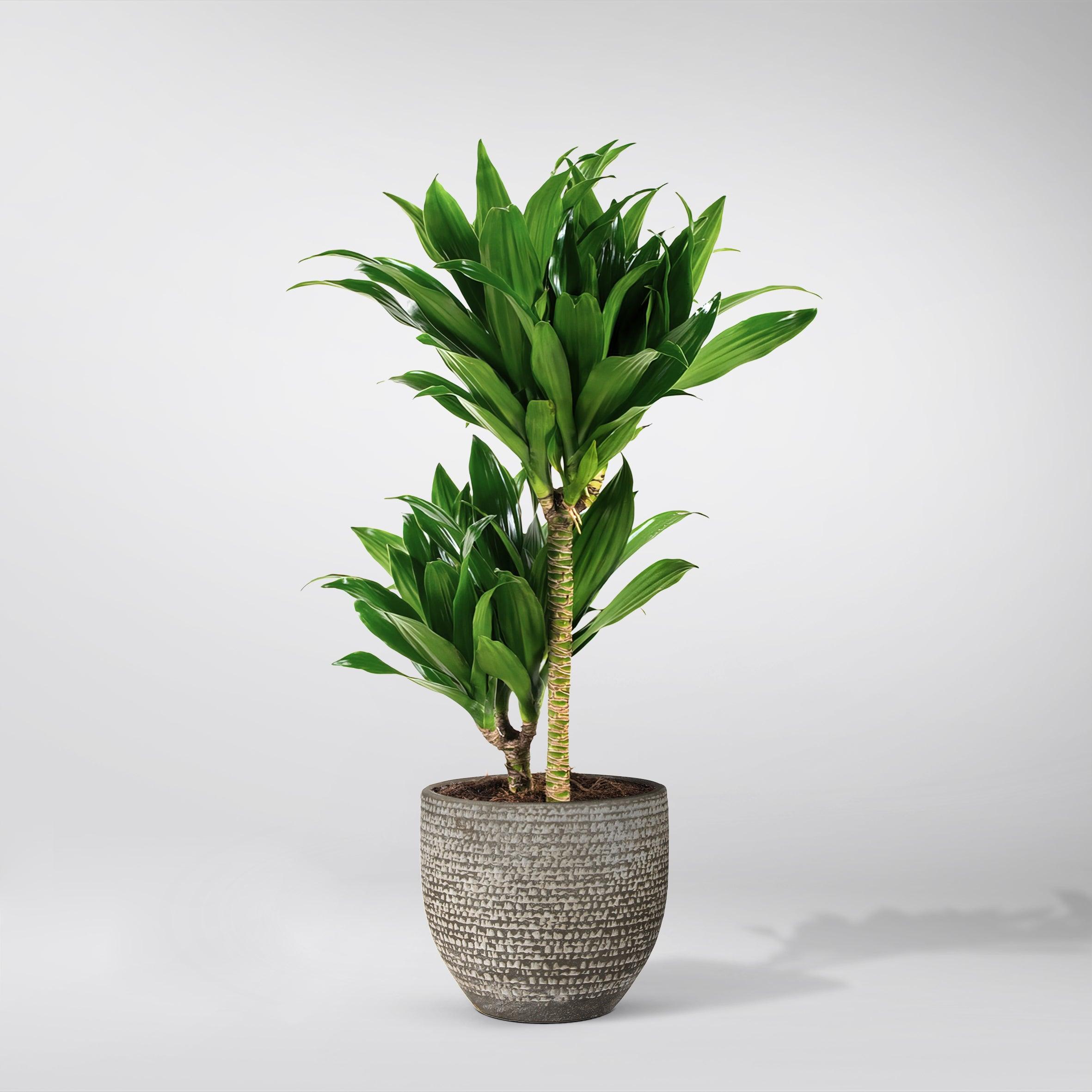 dracaena fragrans cura Dracaena Fragrans: Adaptable, Air-Purifying Plant for Small Spaces – BloomBoxClub Italy