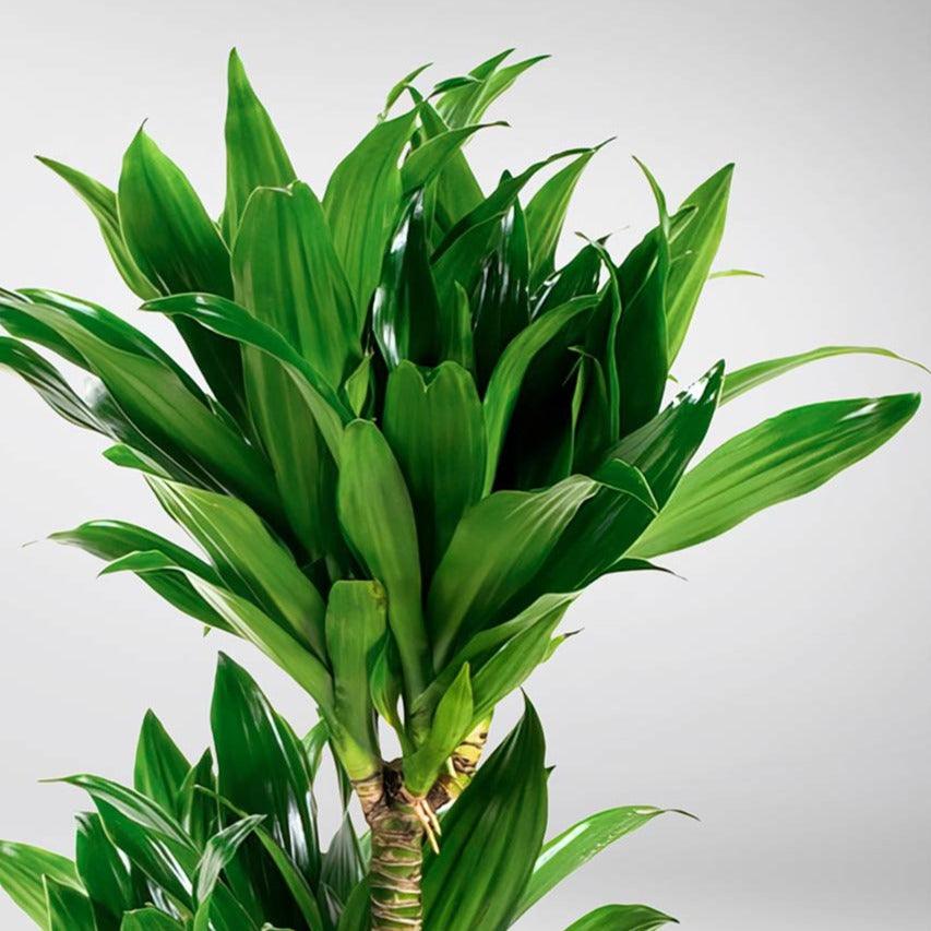 dracaena fragrans cura Dracaena Fragrans: Adaptable, Air-Purifying Plant for Small Spaces – BloomBoxClub Italy