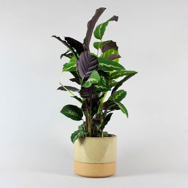 Calathea Maui Queen Online