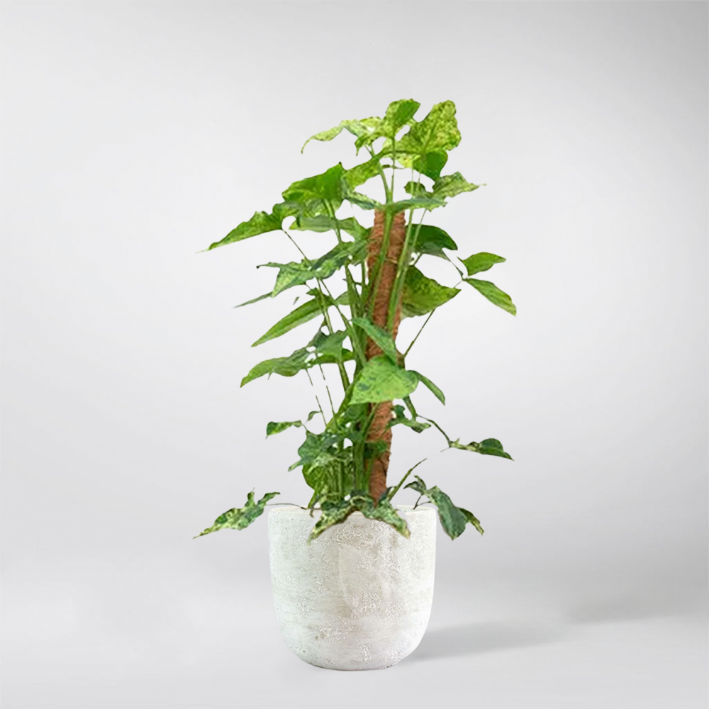 moss pole for syngonium Syngonium Mottled Mosstok – BloomBoxClub Italy