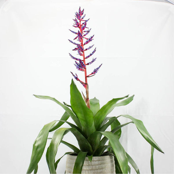 Blue Rain Bromeliad