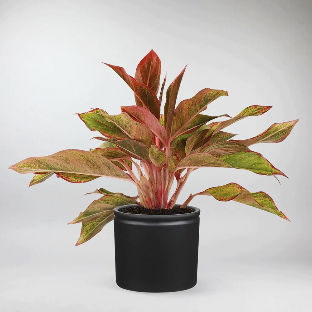 aglaonema cura Aglaonema Crete: Vibrant Lucky Plant for Home & Office – BloomBoxClub Italy