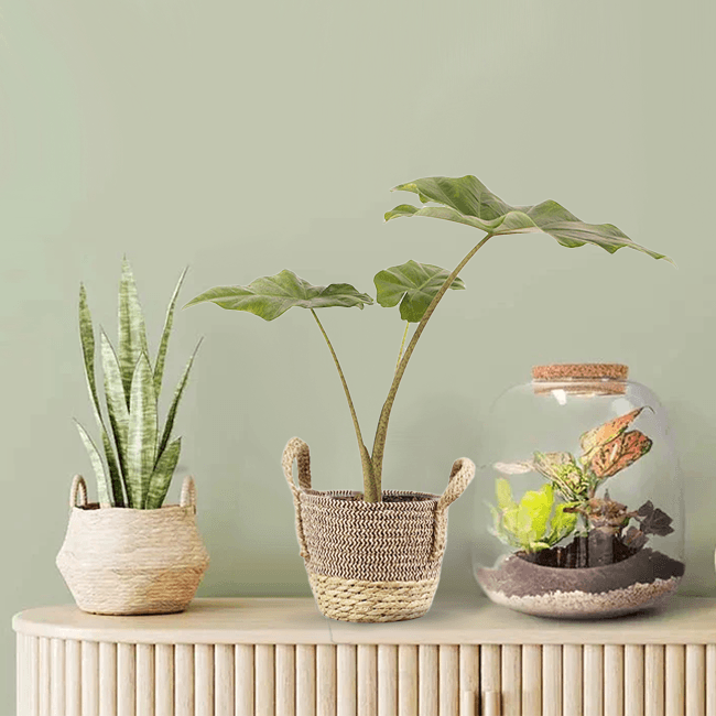woven baskets for indoor plants Bengal Basket