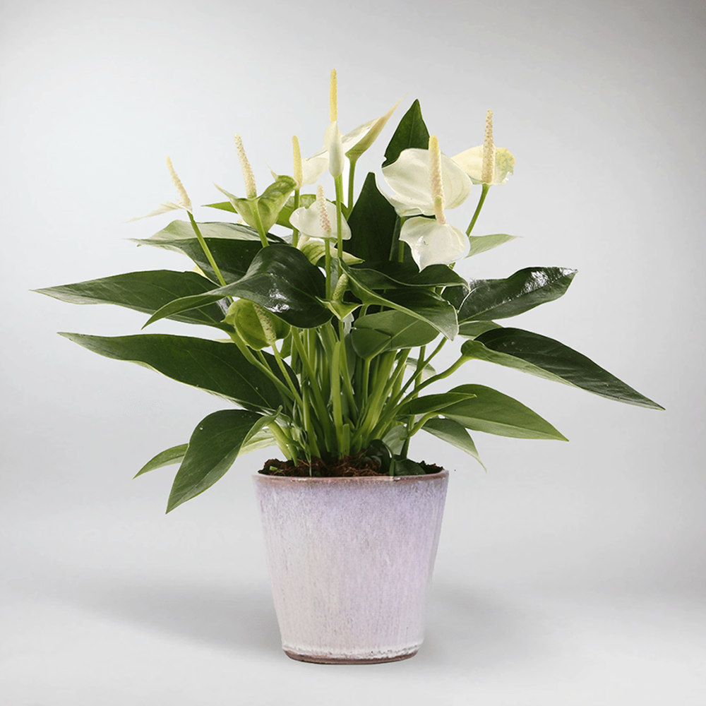anthurium white dove White Champion Anthurium: Elegant Flamingo Flower for Any Room – BloomBoxClub Italy