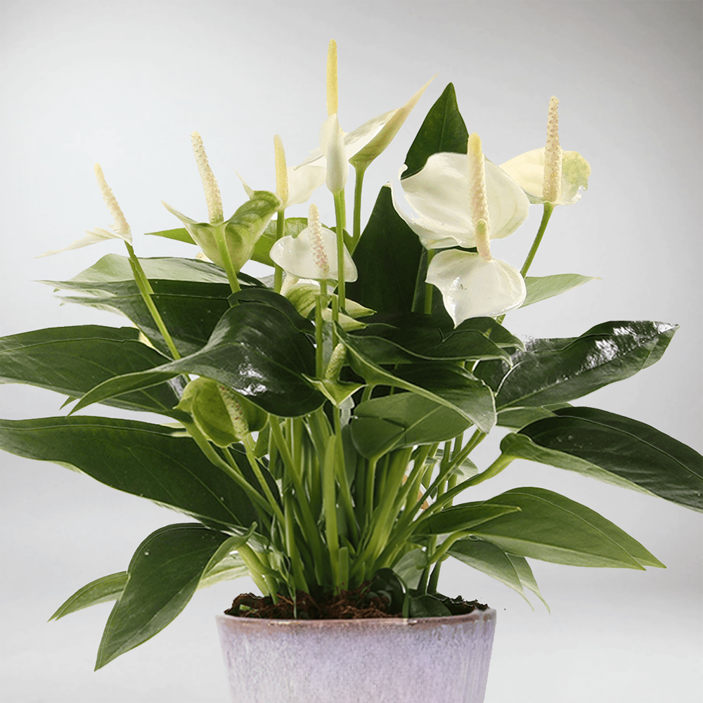 anthurium andraeanum white winner Anthurium 'White Champion'