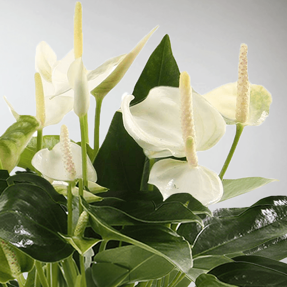 anthurium vanilla champion White Champion Anthurium: Elegant Flamingo Flower for Any Room – BloomBoxClub Italy