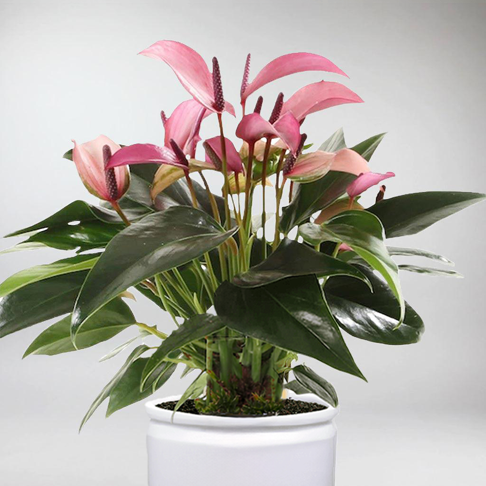 anthurium zizou care Anthurium Zizou: Compact, Pastel Purple Flamingo Flower – BloomBoxClub Italy