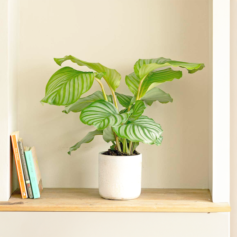 prayer plant calathea orbifolia Calathea Orbifolia: Vibrant Green Air-Purifying Plant – BloomBoxClub Italy