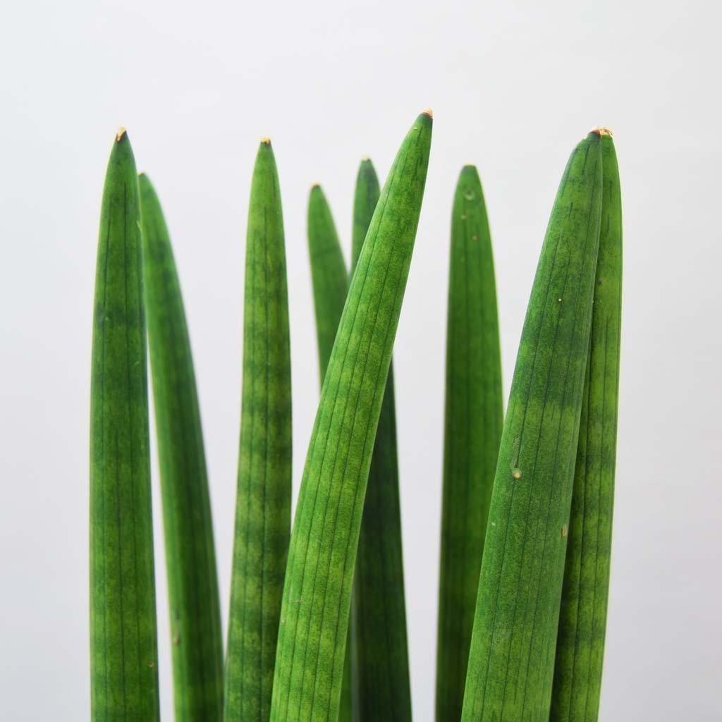 cylindrical snake plant wiki Cylindrical Snake Plant: Feng Shui Living Sculpture