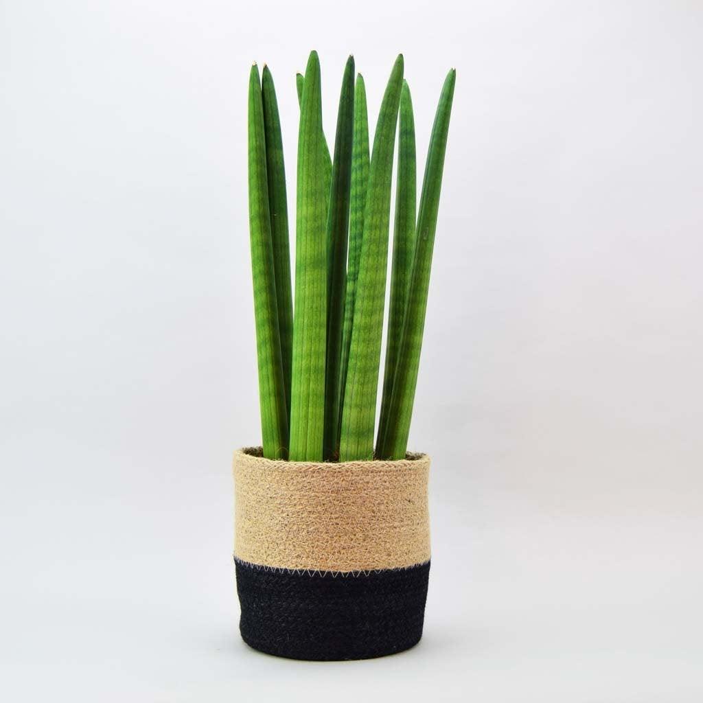 cylindrica spear snake plant feng shui Cylindrical Snake Plant: Feng Shui Living Sculpture