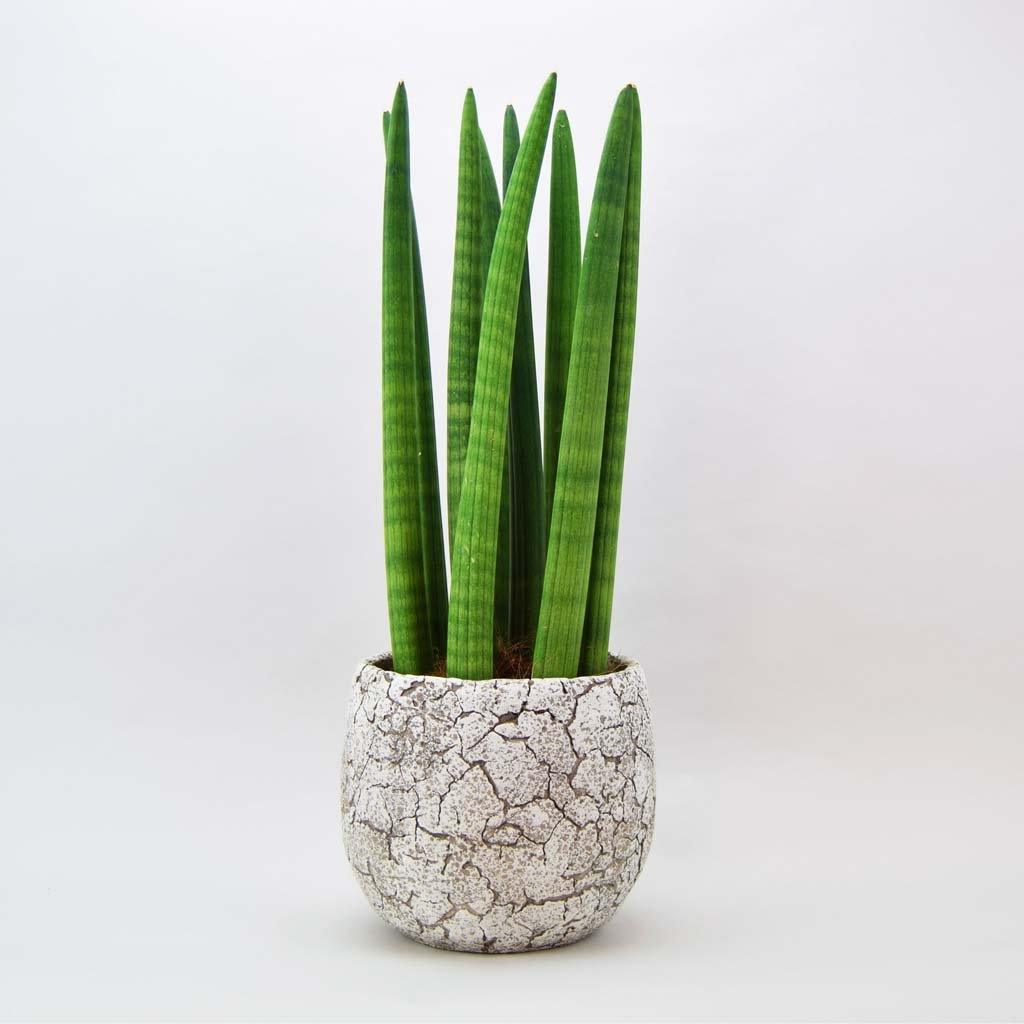 cylindrica spear snake plant feng shui Buy Cylindrical Snake Plant Online affordable prices