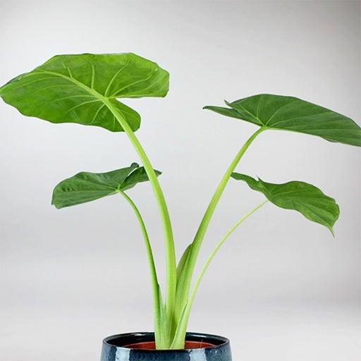 is elephant ear plant taro Elephant Ear 'Giant Taro': Breathtaking Foliage for Tropical Garden – BloomBoxClub Italy
