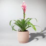 Set: Guzmania Candy & Jane Pot