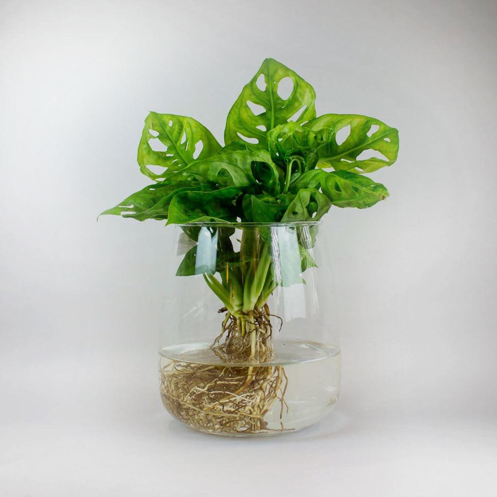 monstera deliciosa hydroponic Hydroponic Monkey Mask Monstera with Glass