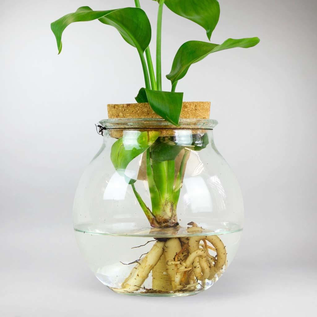 bird of paradise plant care indoor watering Hydroponic Bird of Paradise: Tropical Elegance in Water – BloomBoxClub Italy