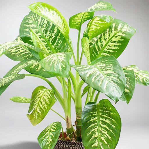 aglaonema keylime Chinese Evergreen Key Lime