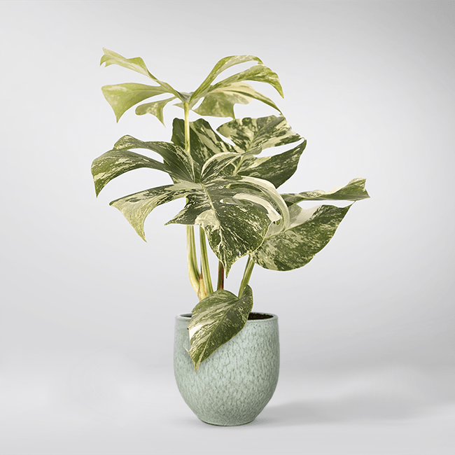 Piante di Monstera  BloomBoxClub Italy