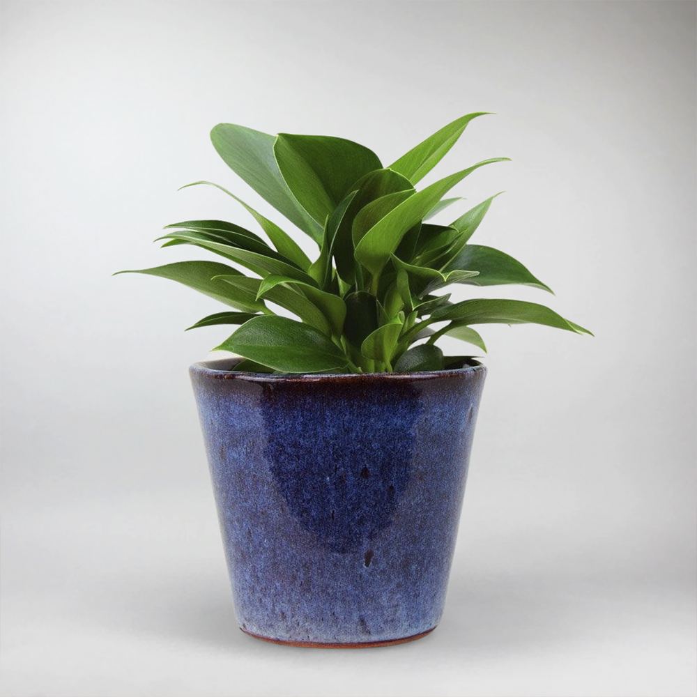 green princess philodendron Philodendron Green Princess: Compact, Glossy, Low-Maintenance Plant – BloomBoxClub Italy
